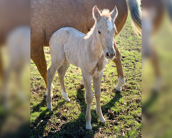 CD Diamond x SJR Oaks Natalie - 2020 Filly